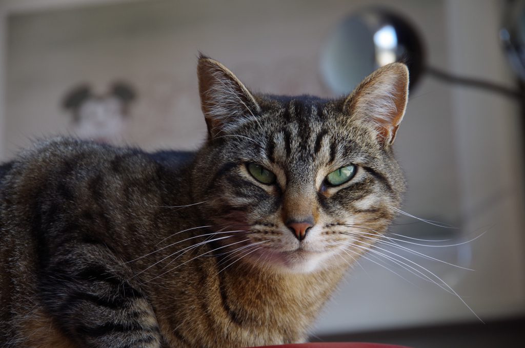 tabby cat